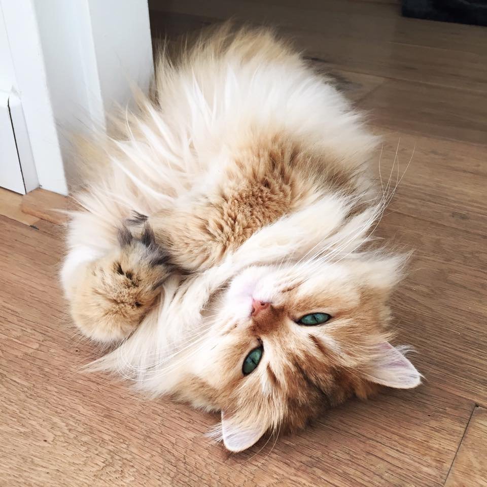 Британская длинношёрстная кошка