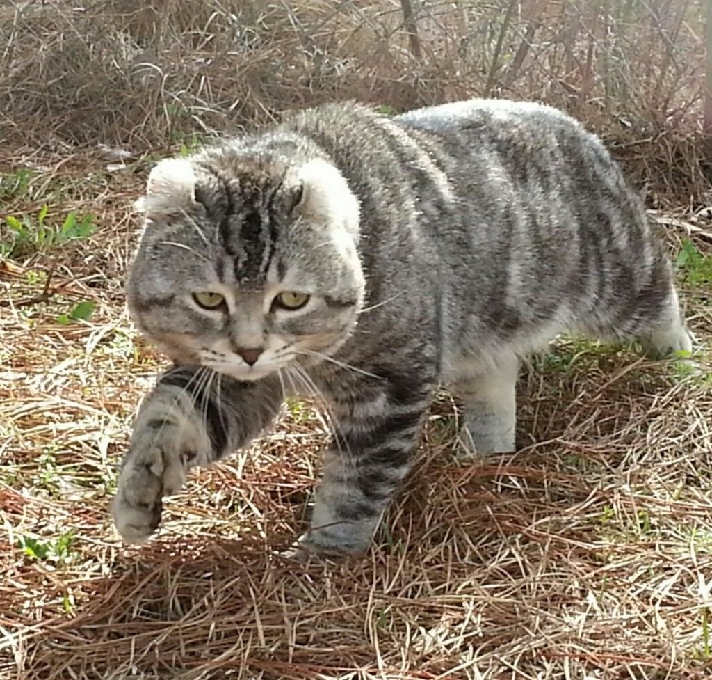 Эстетика кошек