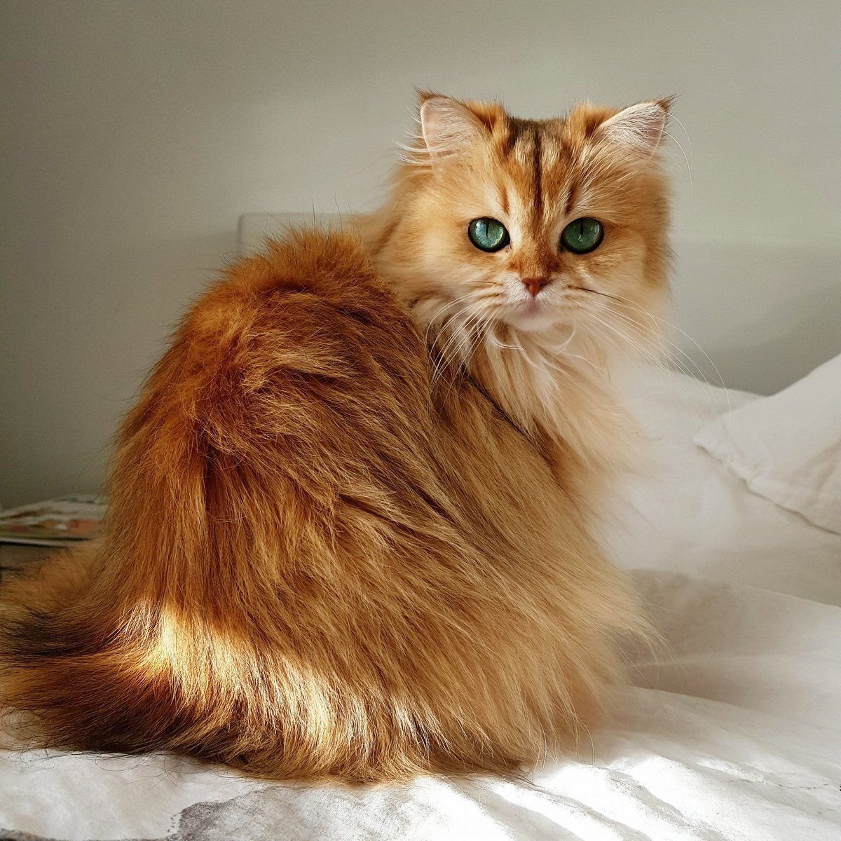 Котики Эстетика