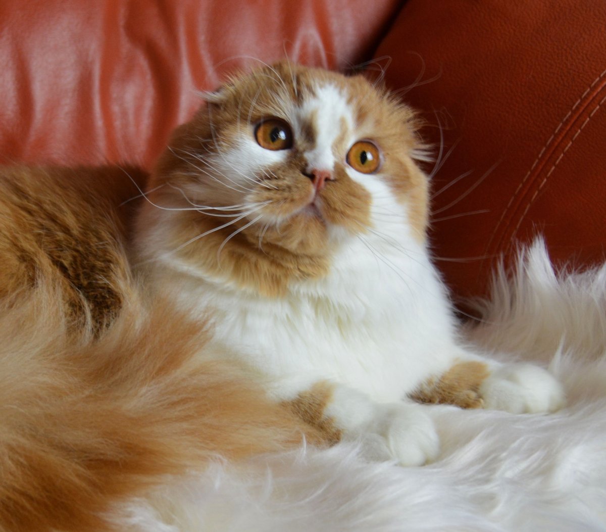 Валенсийская кошка