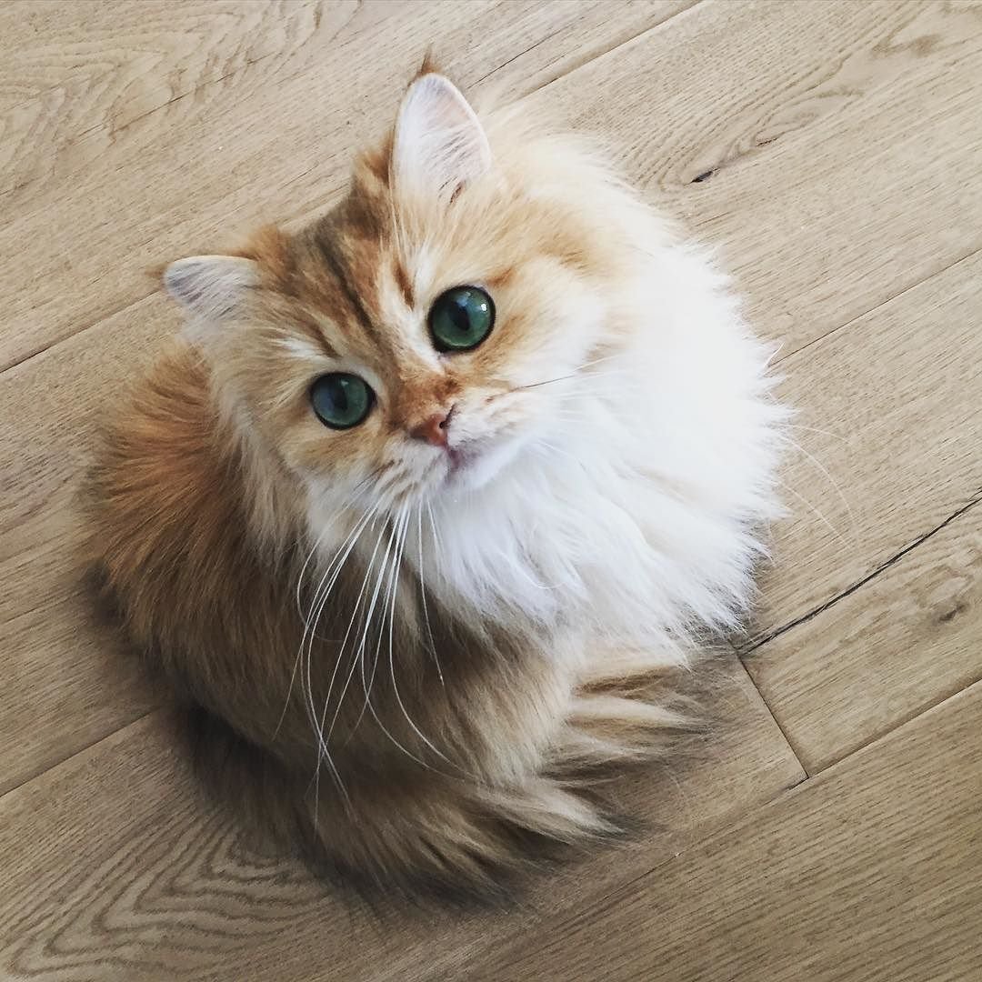 Милый котик с лапками