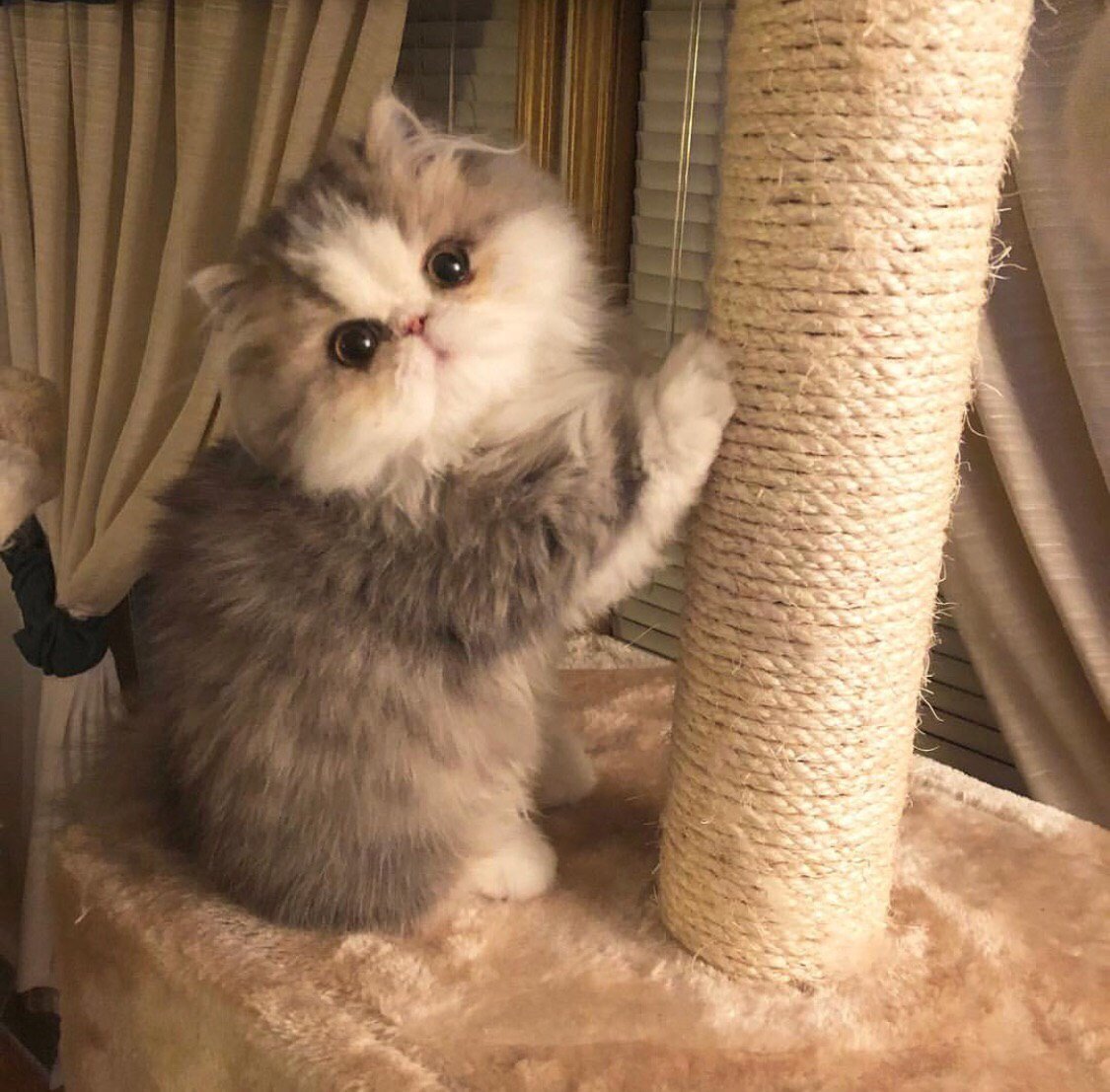 Если в доме нет кота кого вы любите тогда