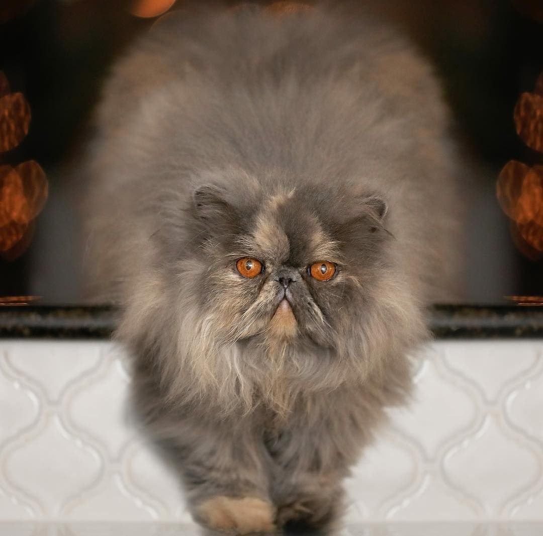 Британская длинношерстная Тобби