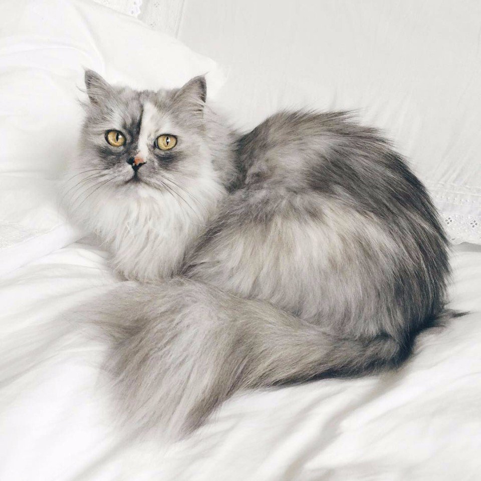 Персидская длинношерстная кошка