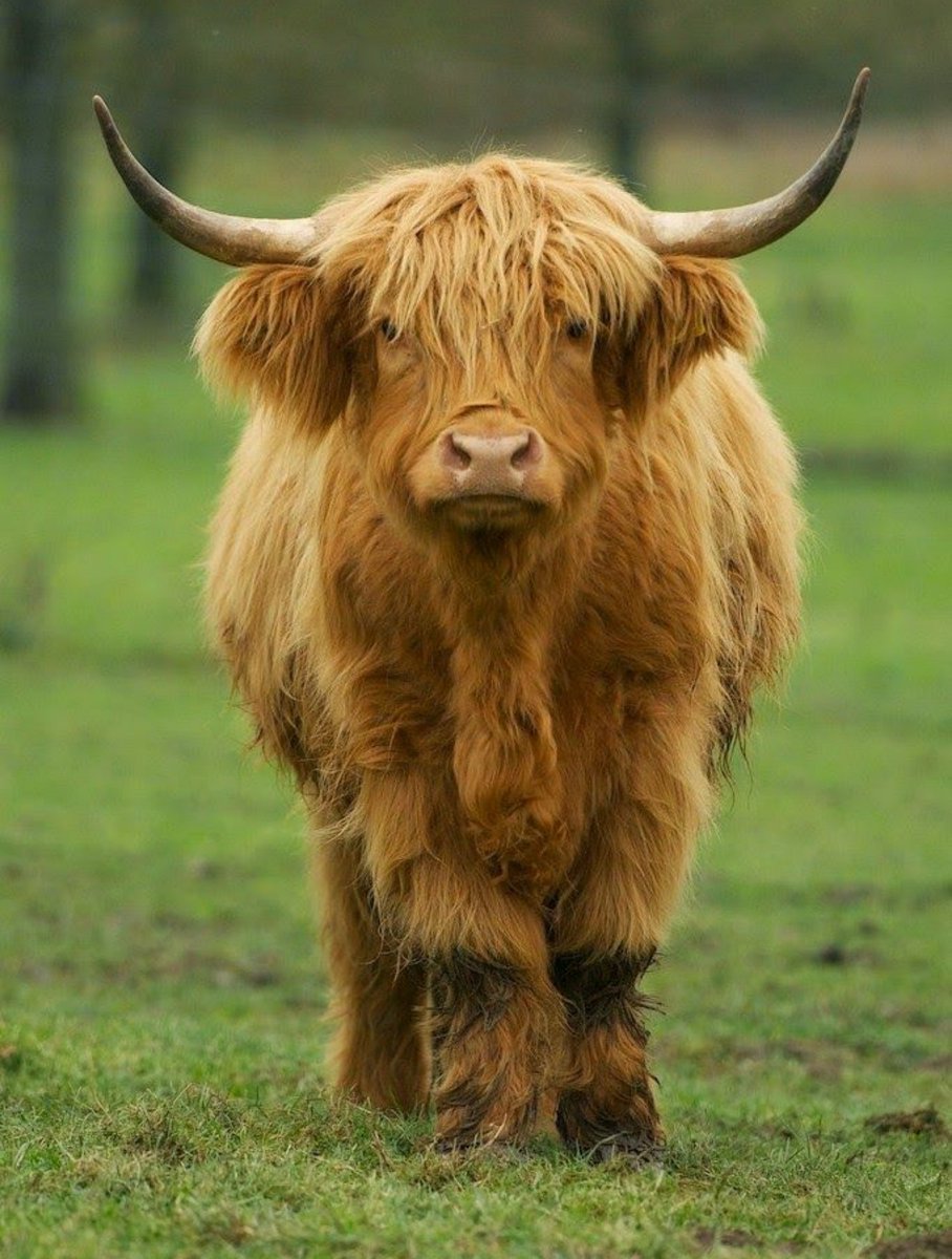 Милые котики рисунки