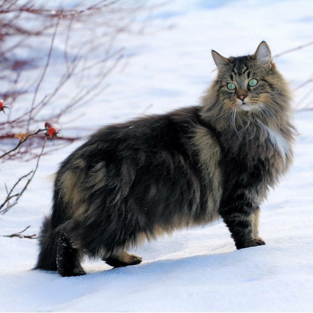 Лесная кошка купить. Метис норвежской Лесной кошки. Норвежская длинношерстная Лесная кошка. Сибирская кошка и Норвежская Лесная. Норвежская Лесная кошка табби.