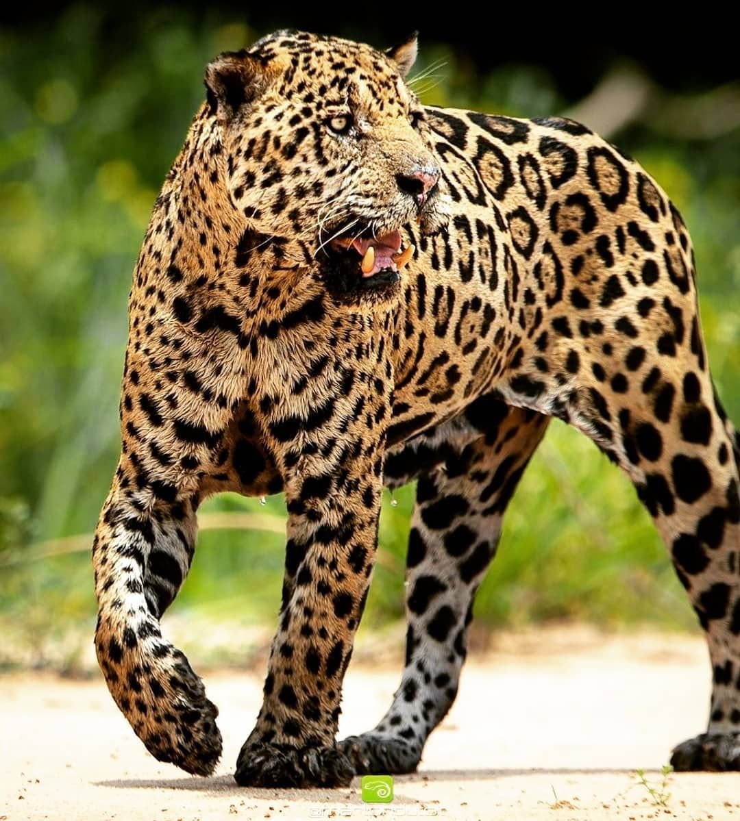 Как выглядит ягуар. Ягуар. Ягуары животные. Ягуар зверь. Ягуар кошка.