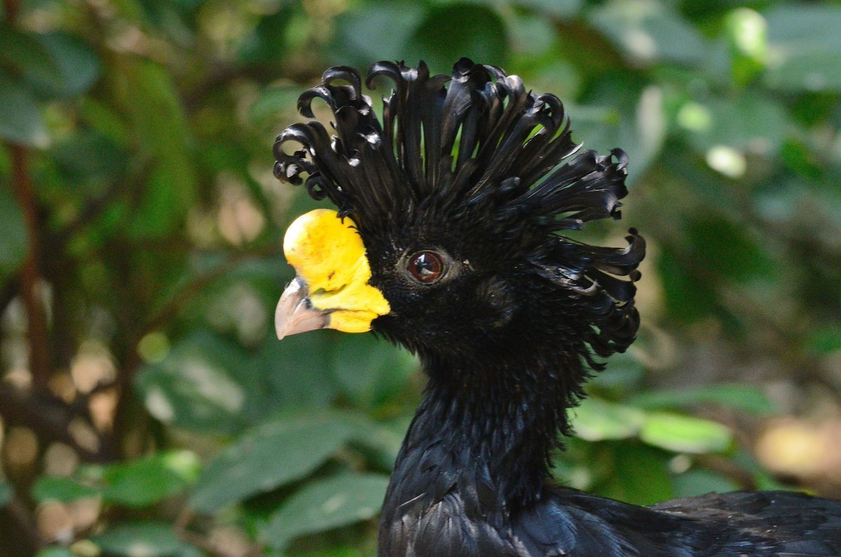 Гокко птица