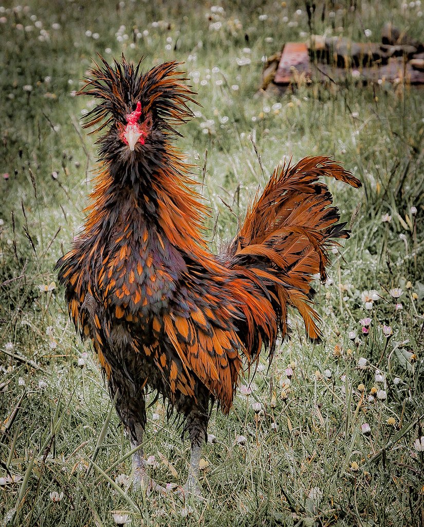 Петухи распетушились