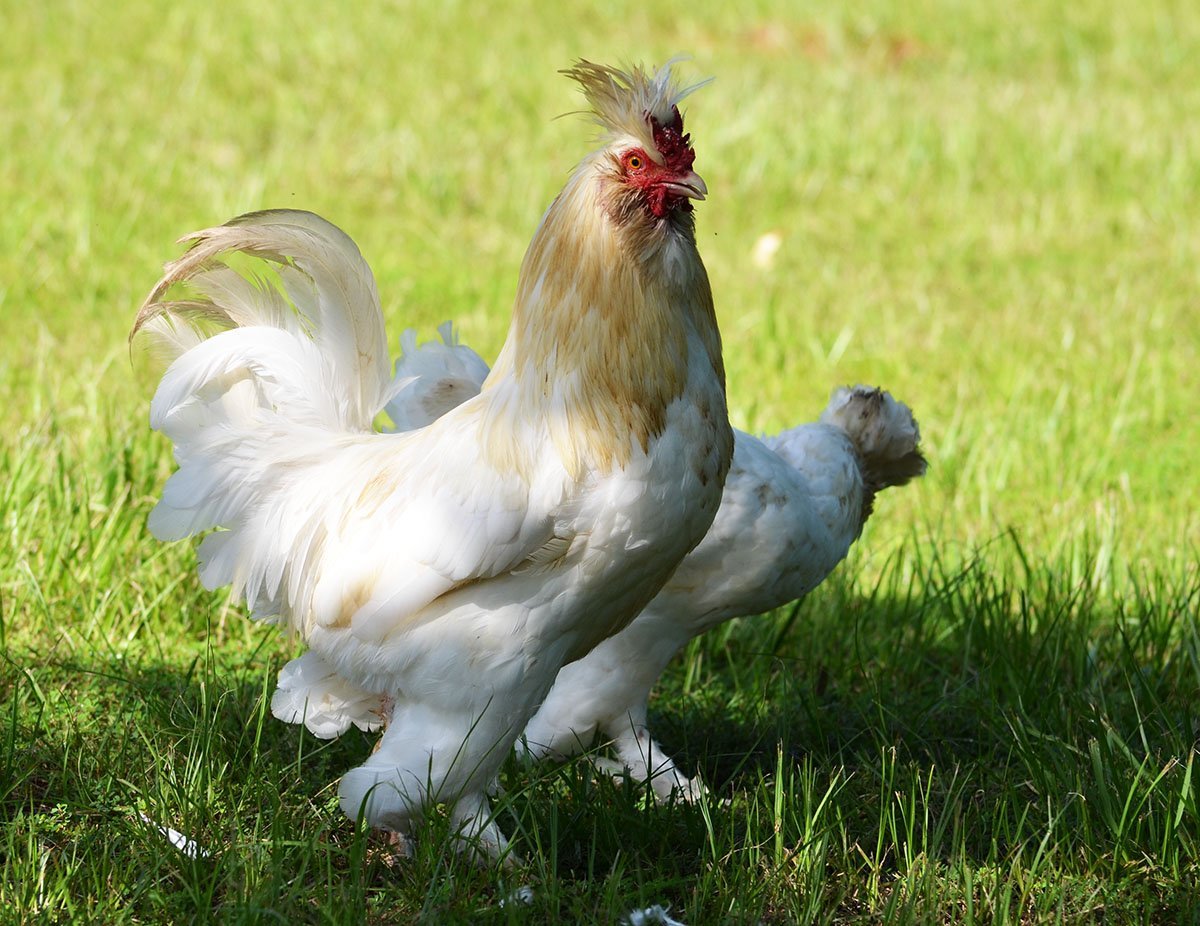 Пекинская бентамка