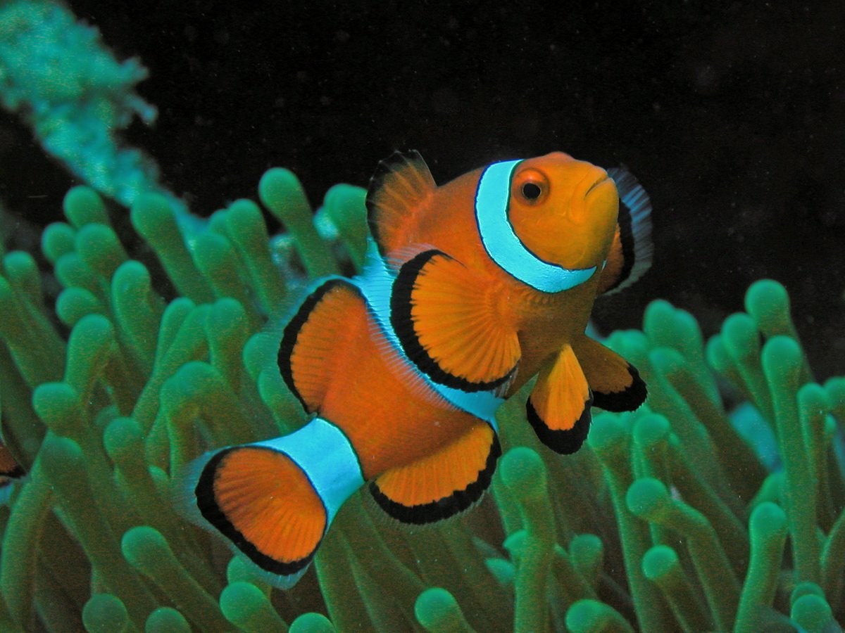Рыба клоун оцеллярис