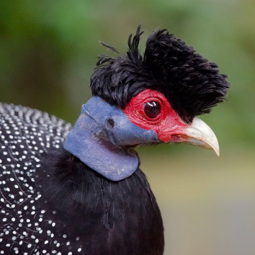 Хохлатая цесарка