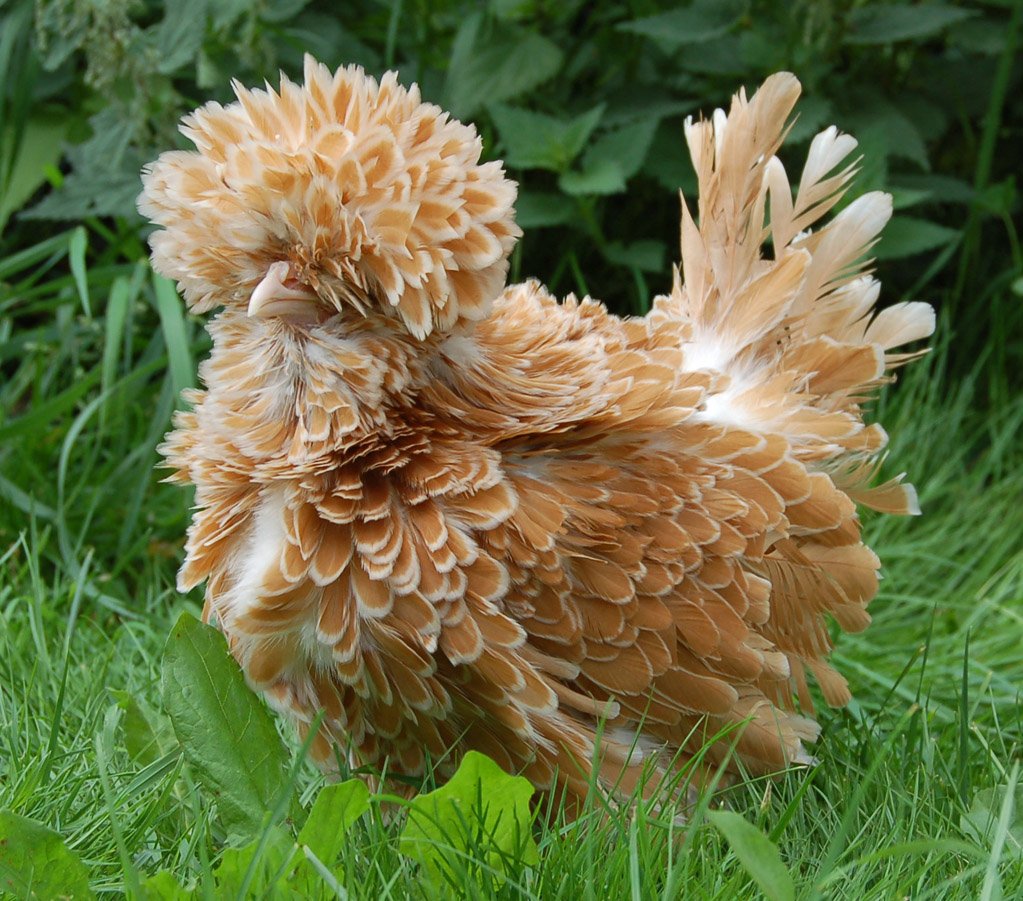 Падуан Шамоа куры