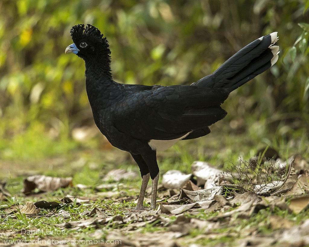 Синеклювый Кракс