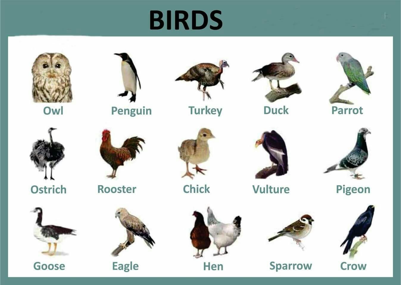 Как будет по английски серая птичка. Птицы на английском. Виды птиц на английском языке. Название птиц. Названия птиц на англ.