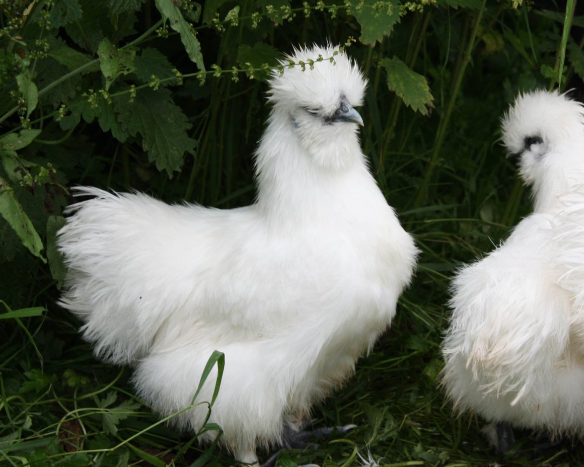 Султанка куры