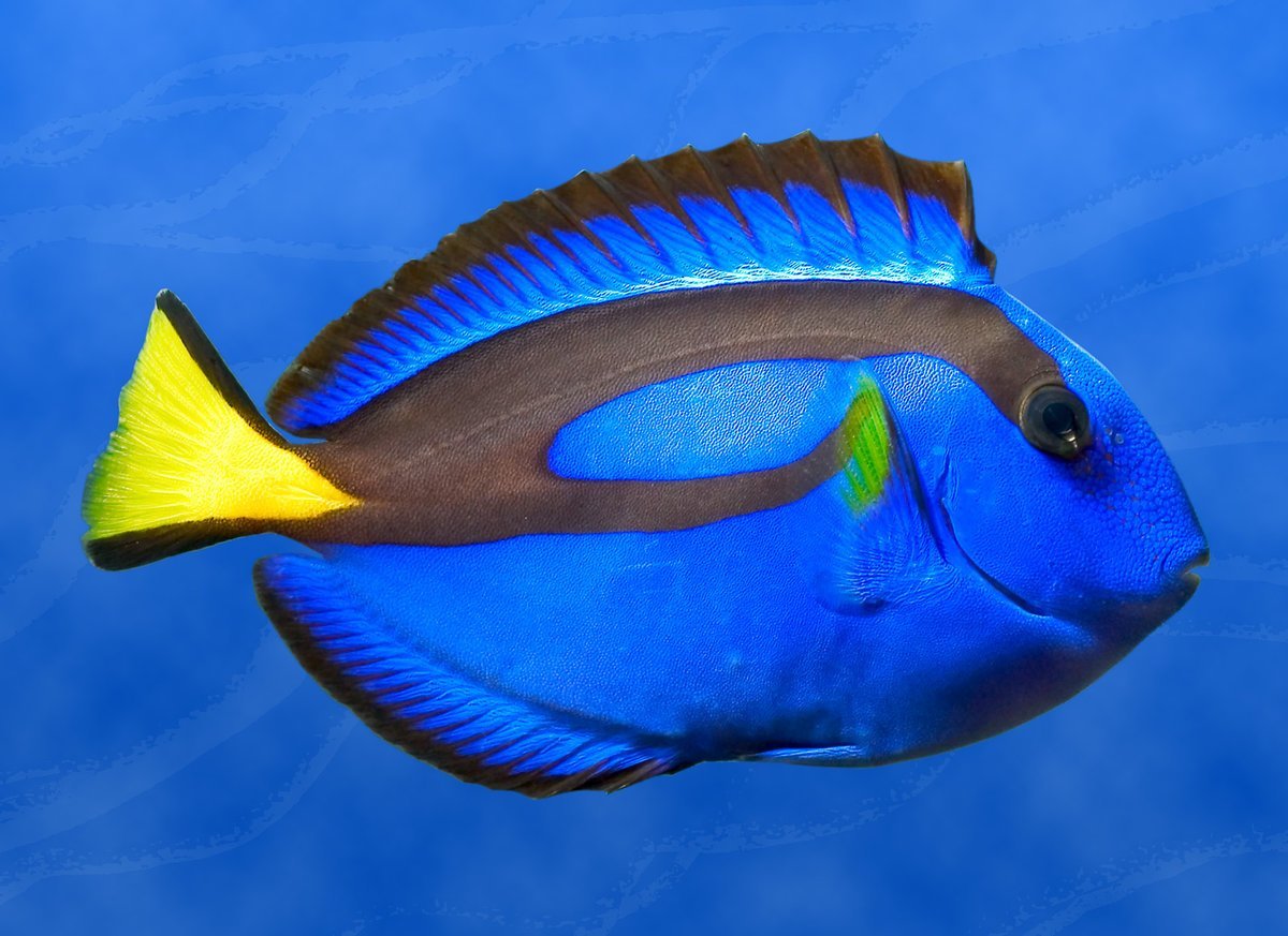 Голубой хирург (Paracanthurus hepatus)