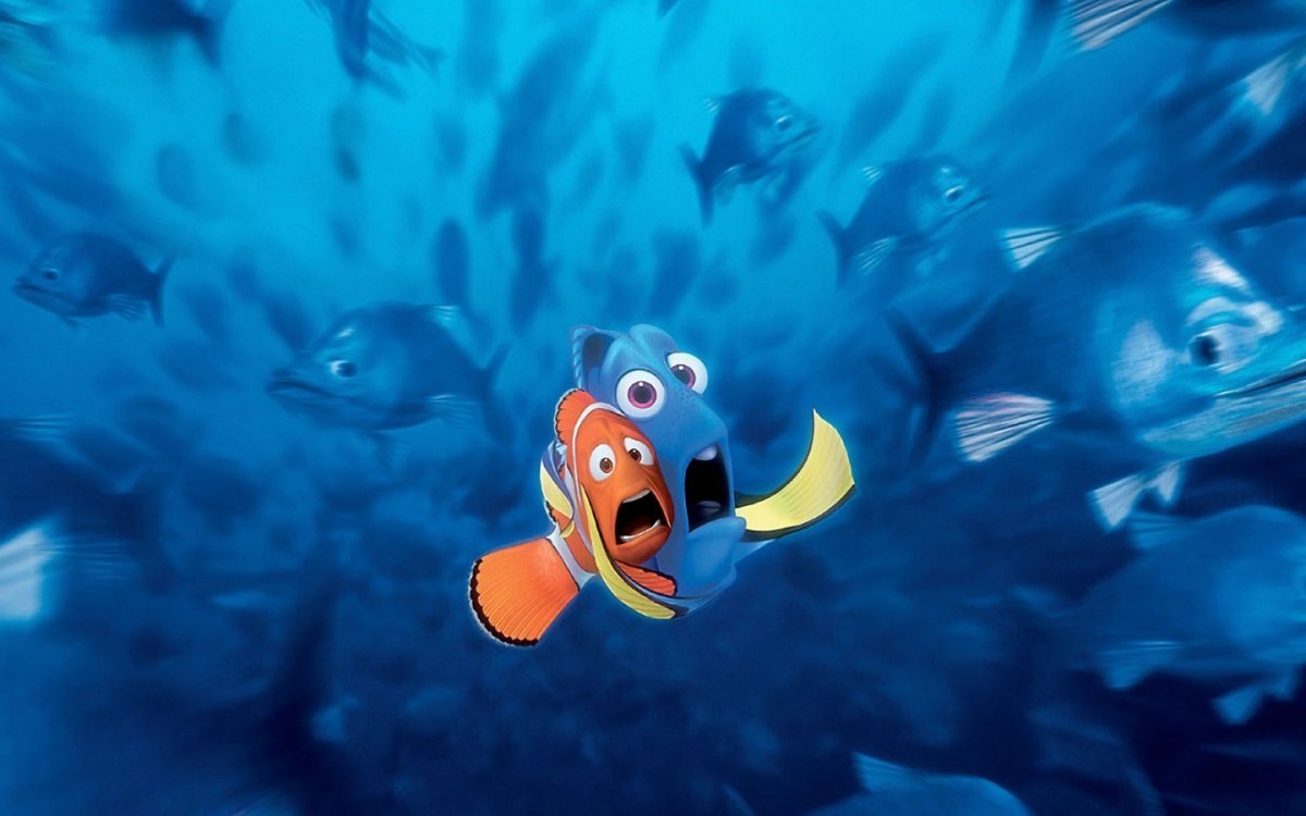 Пестроносый амфиприон