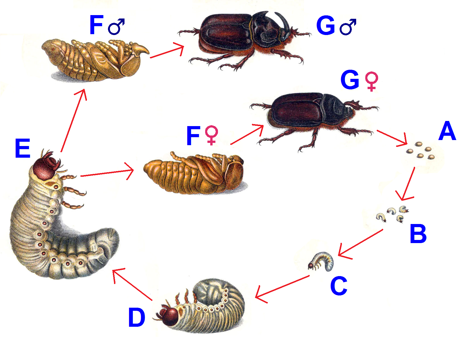Стадия жизни насекомого. Жизненный цикл майских Жуков. Стадии развития майского жука. Личинка майского жука стадии. Цикл жизни майского жука.