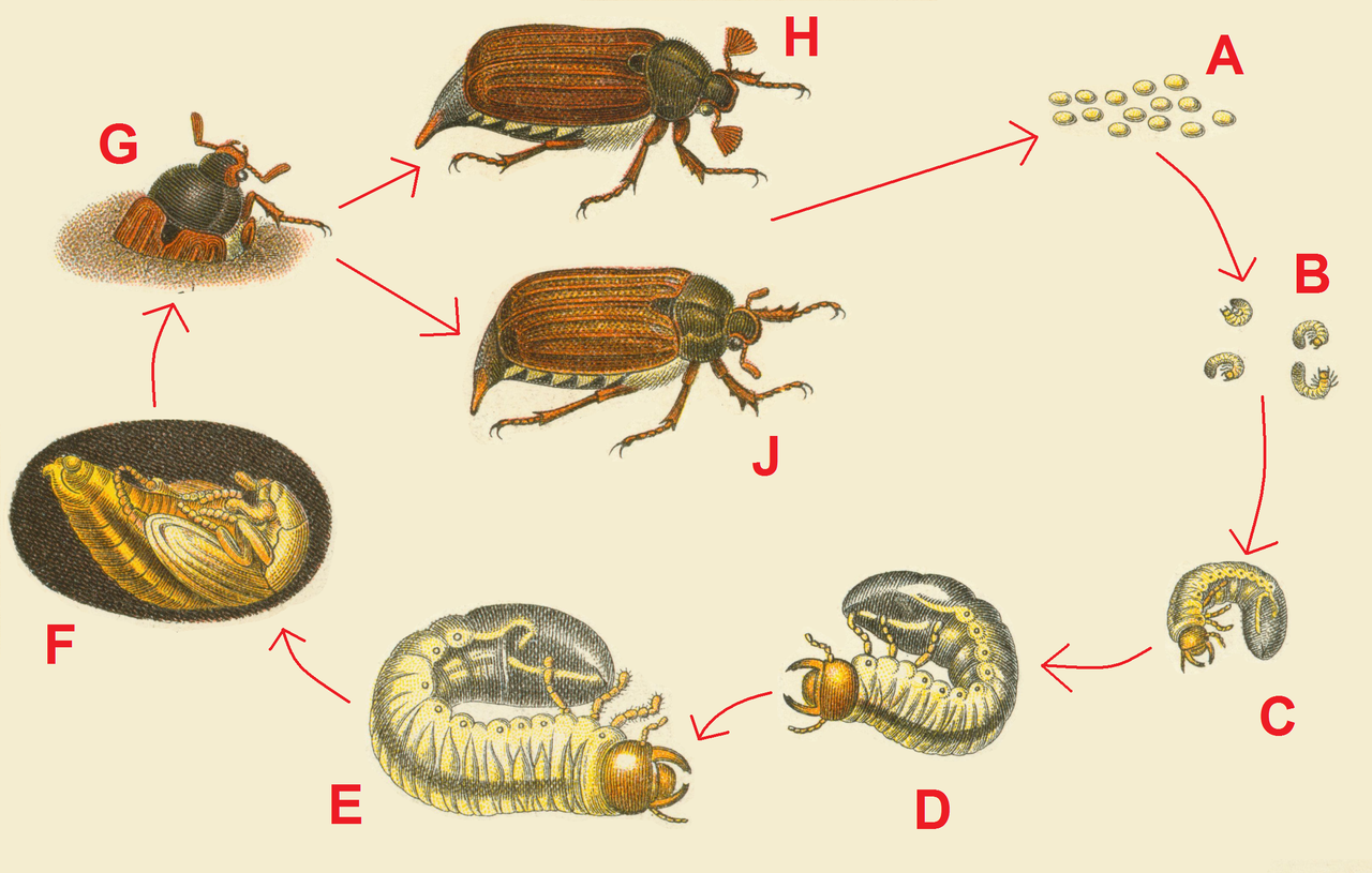 Какой тип развития характерен для жука. Жук-Щелкун проволочник цикл развития. Цикл развития майского жука. Цикл развития майских Жуков. Стадии развития майского жука.