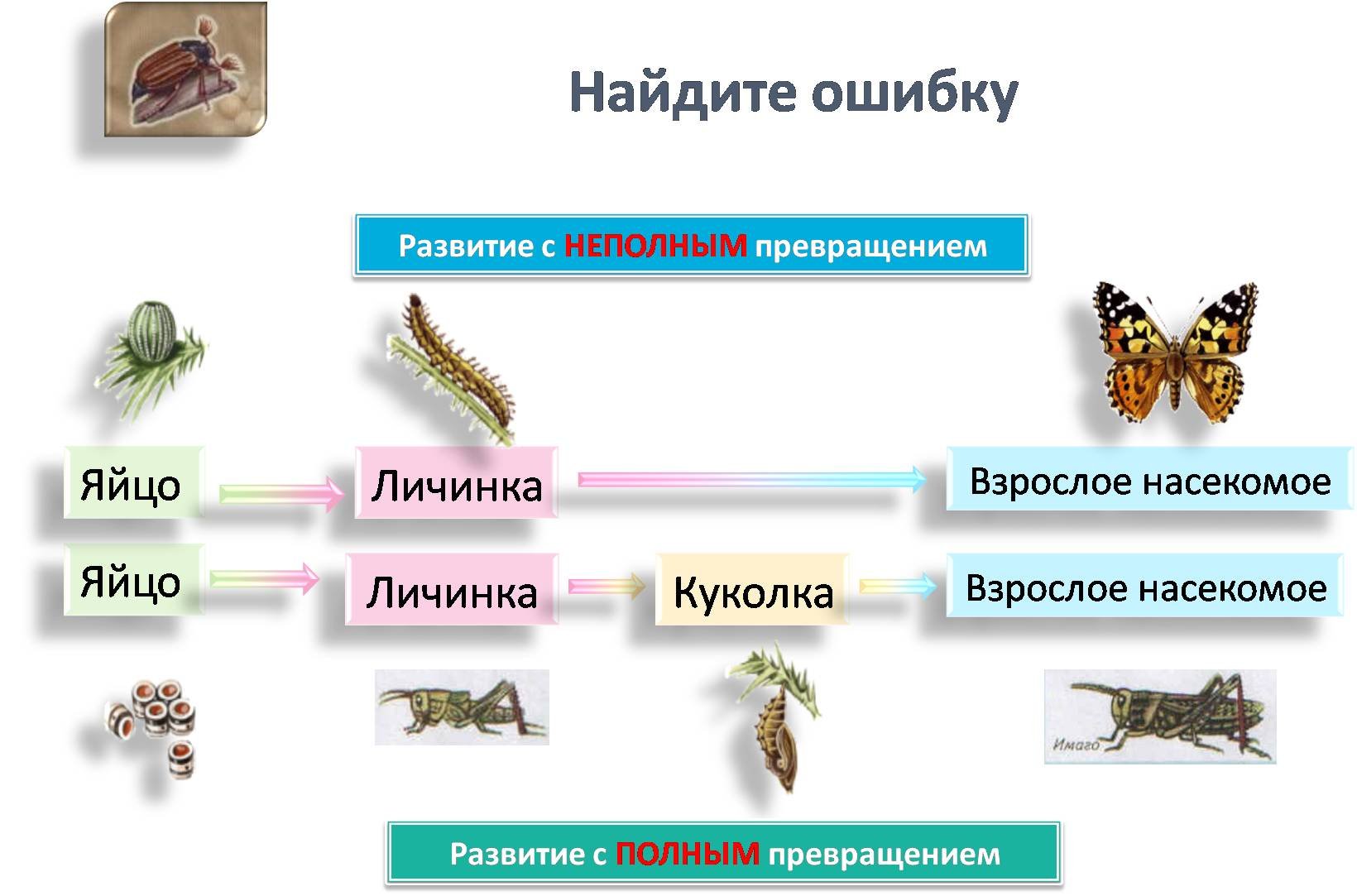 Жук олень неполное превращение. Цикл развития насекомых схема. Циклы развития насекомых 7 класс. Цикл развития насекомых 4 класс. Размножение и развитие насекомых 7 класс биология.