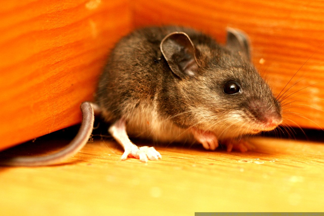 Взрослые мыши. Желтогорлая мышь. Мышь с разных сторон. Рыжая мышь с черной полосой. Каштановая мышь.