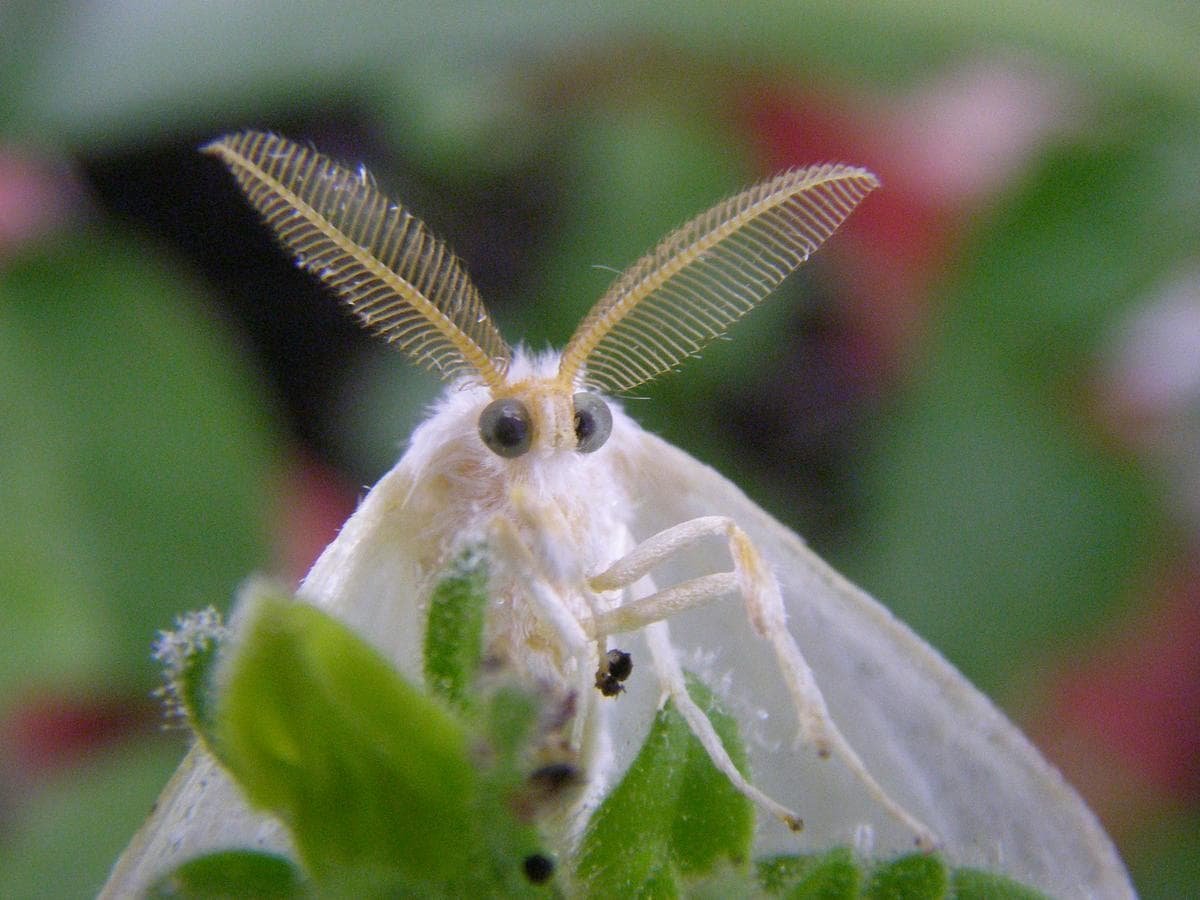 Мотылёк насекомое ночной