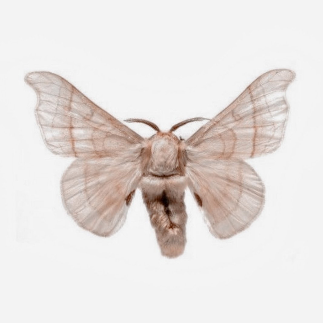 Бражник мертвая голова арт