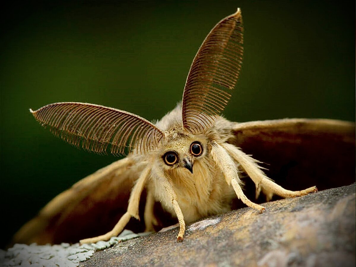 Венесуэльский пуделевый мотылек