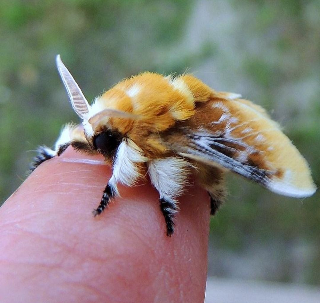 Походный шелкопряд гусеница