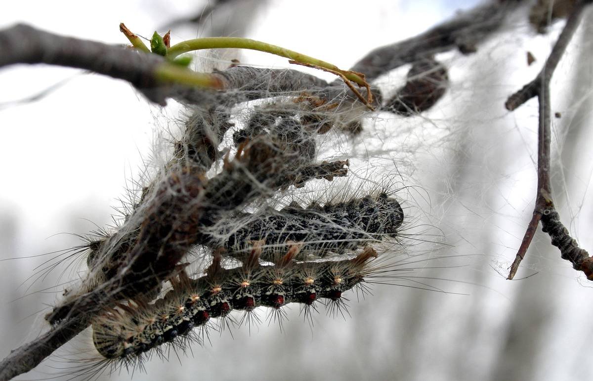 Куколки бабочки Mechanitis Polymnia