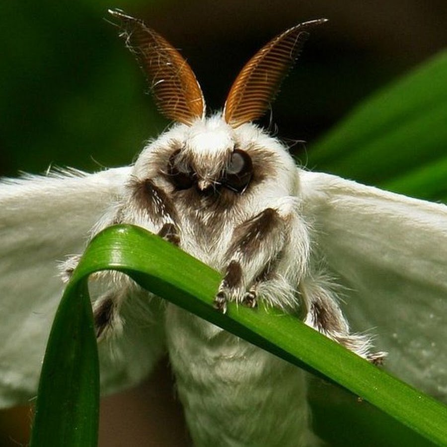 Непарный шелкопряд кокон