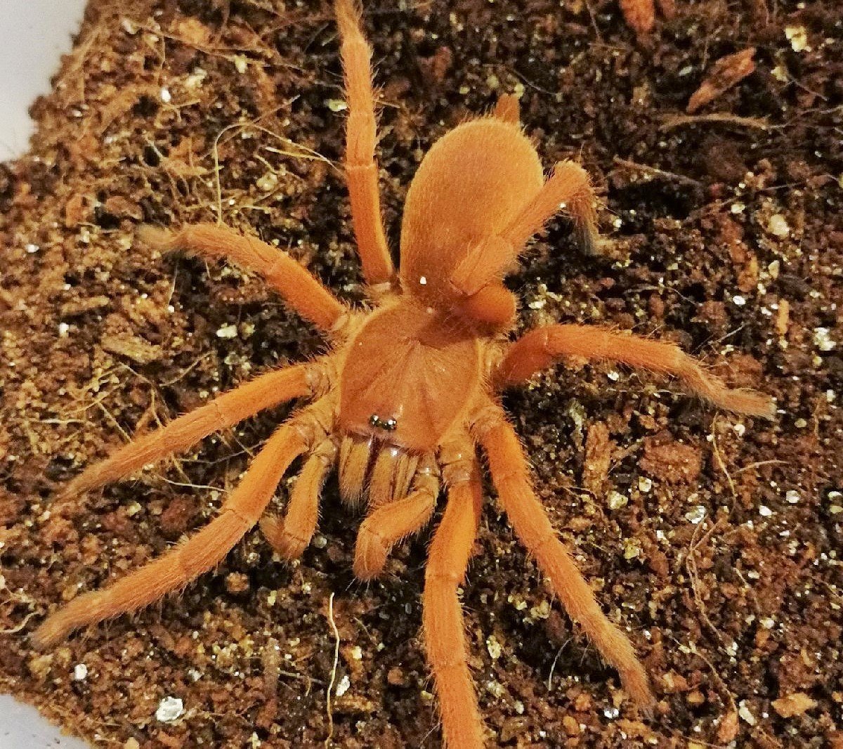 Chilobrachys guangxiensis