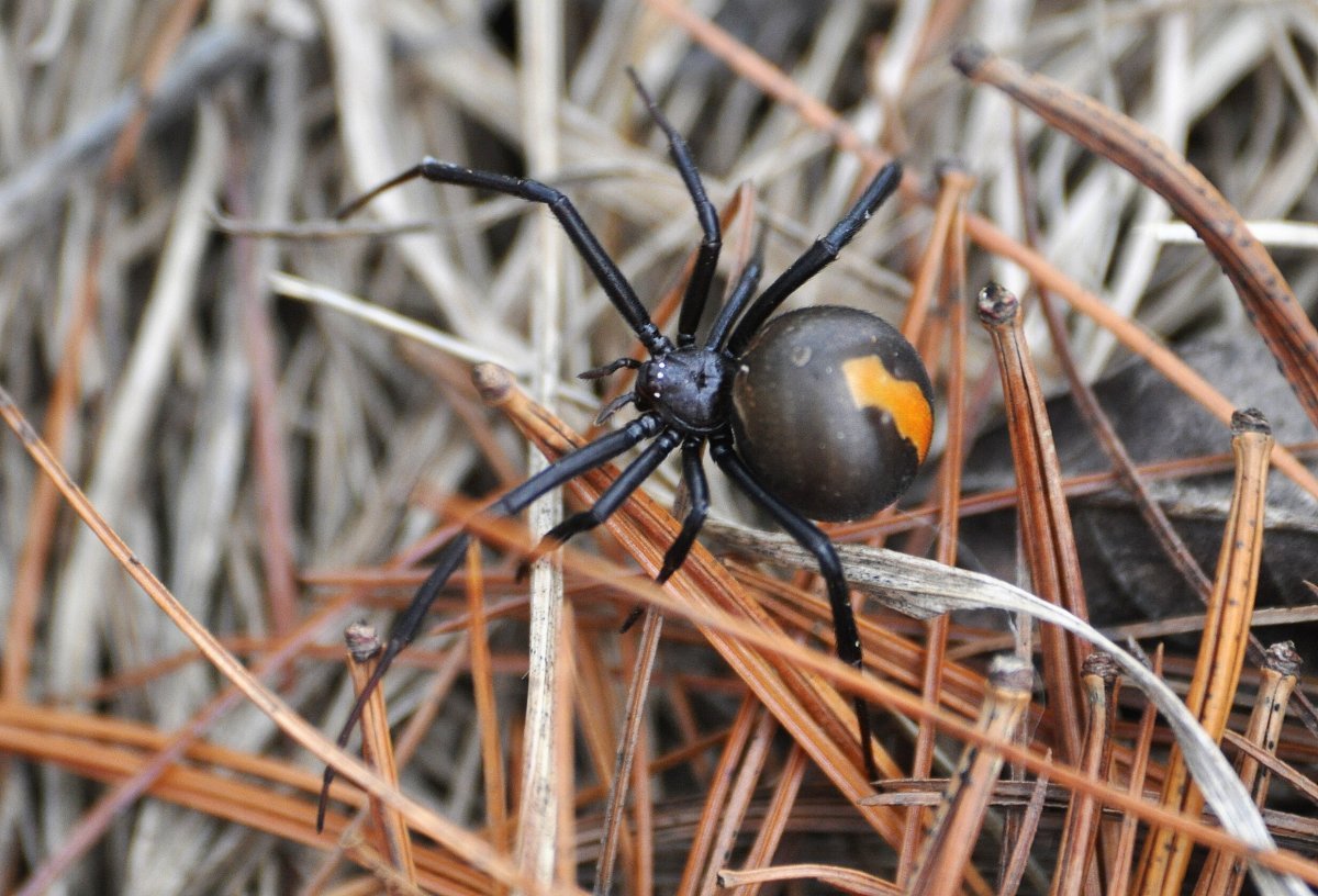 Latrodectus hasselti паук