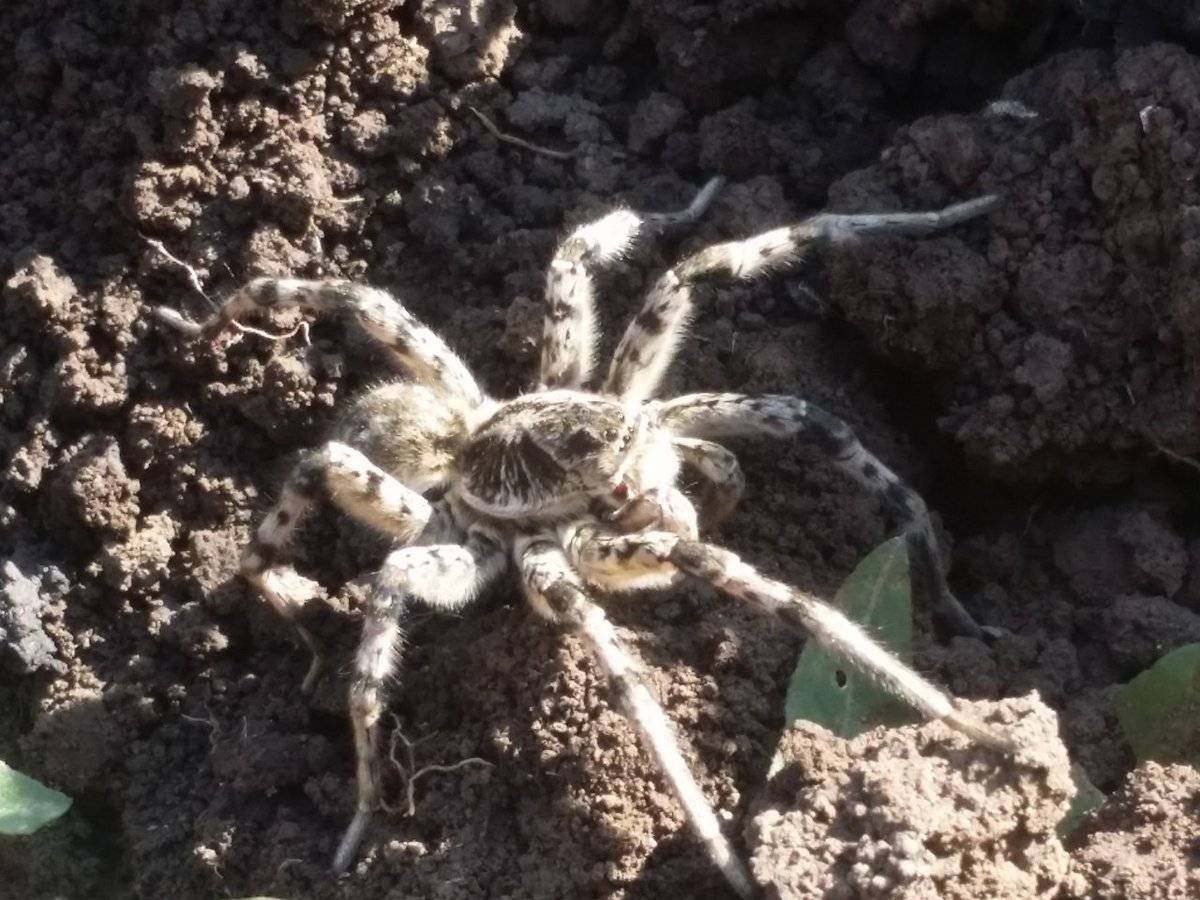 Паук волк Южнорусский Тарантул