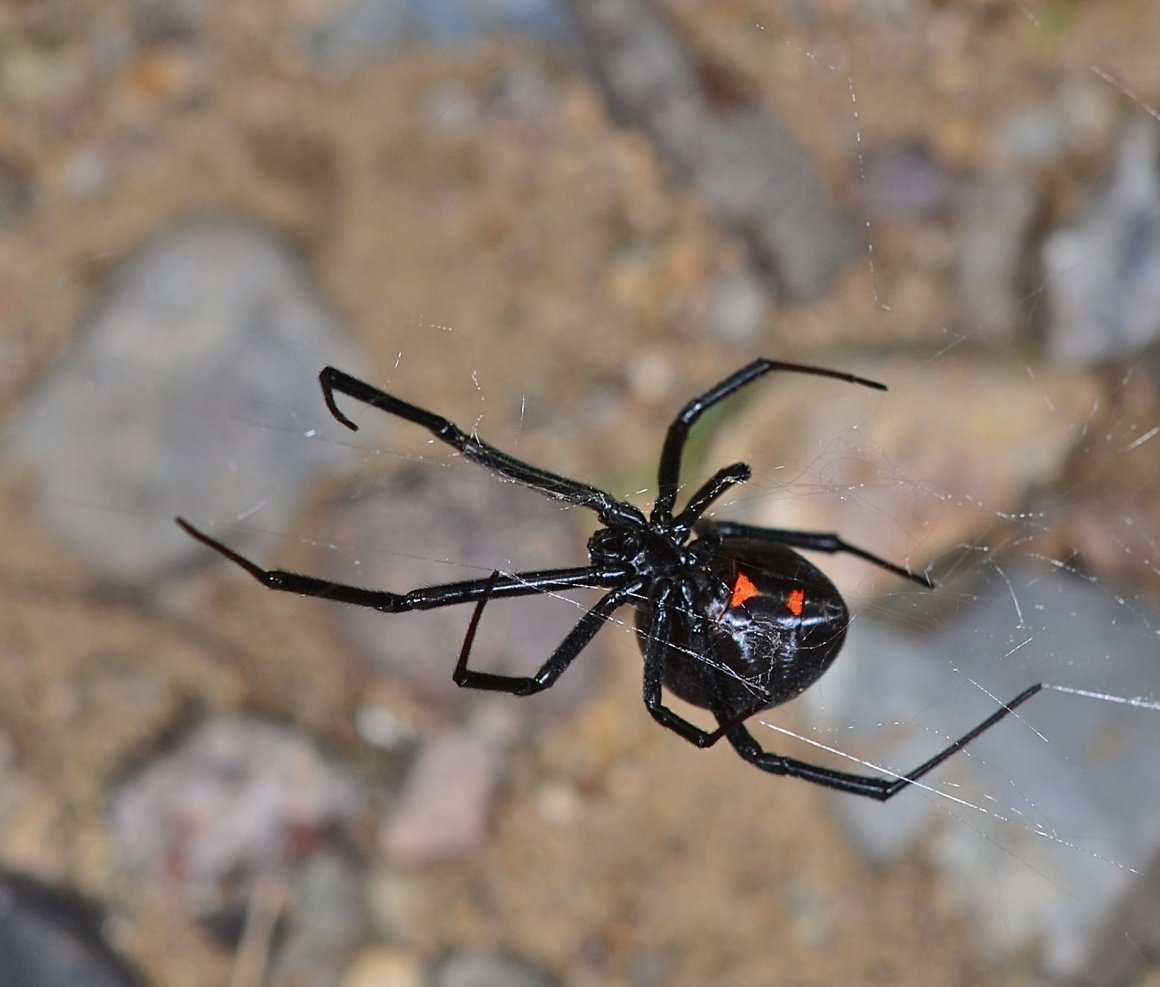 Белый Каракурт