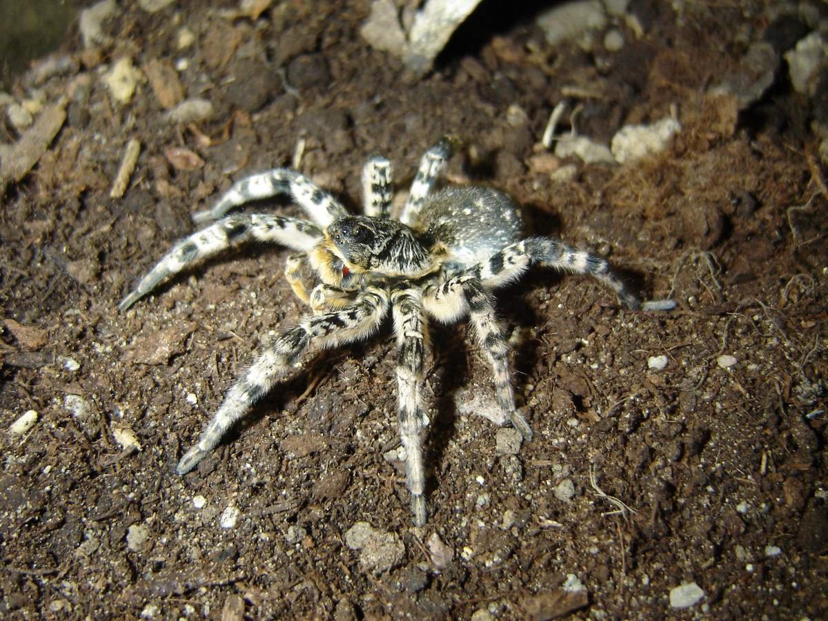 Южнорусский Тарантул Мизгирь