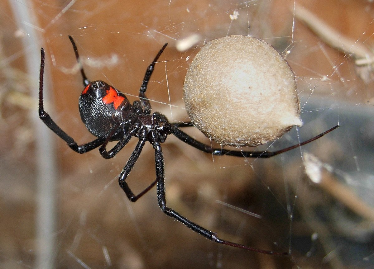 Белый Каракурт Latrodectus pallidus