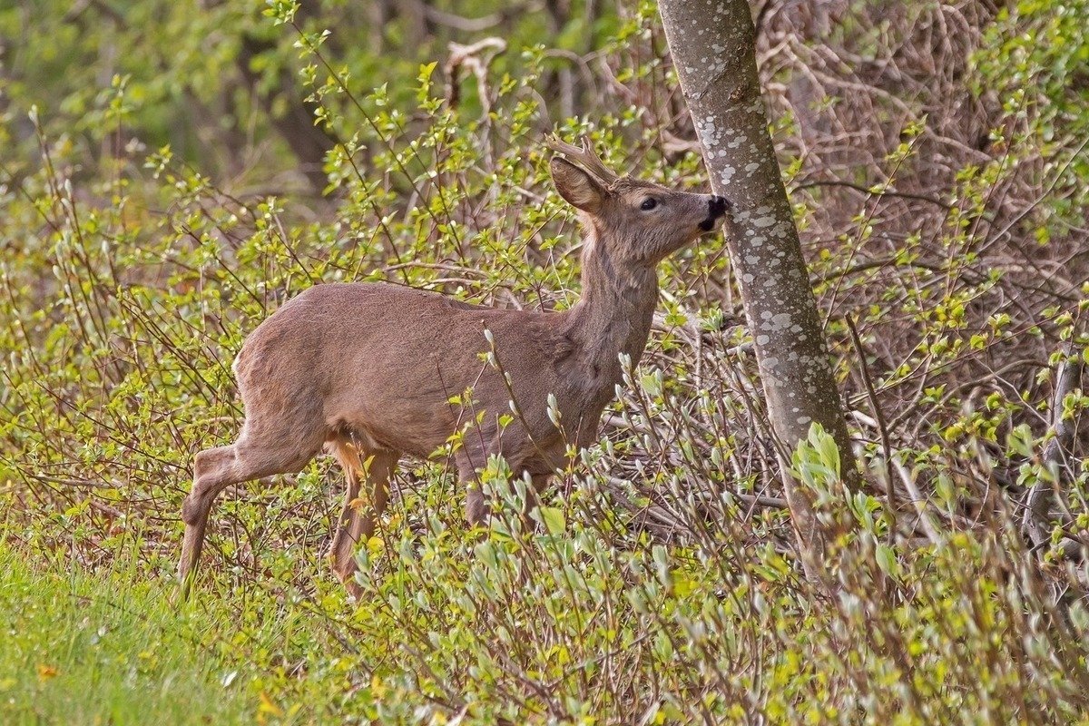 Кавказский заповедник косуля