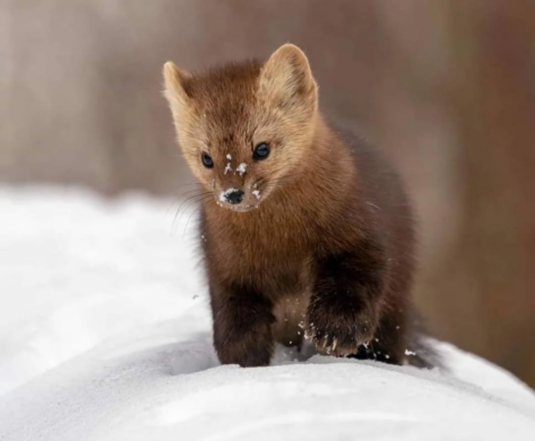 Соболь - martes zibellina