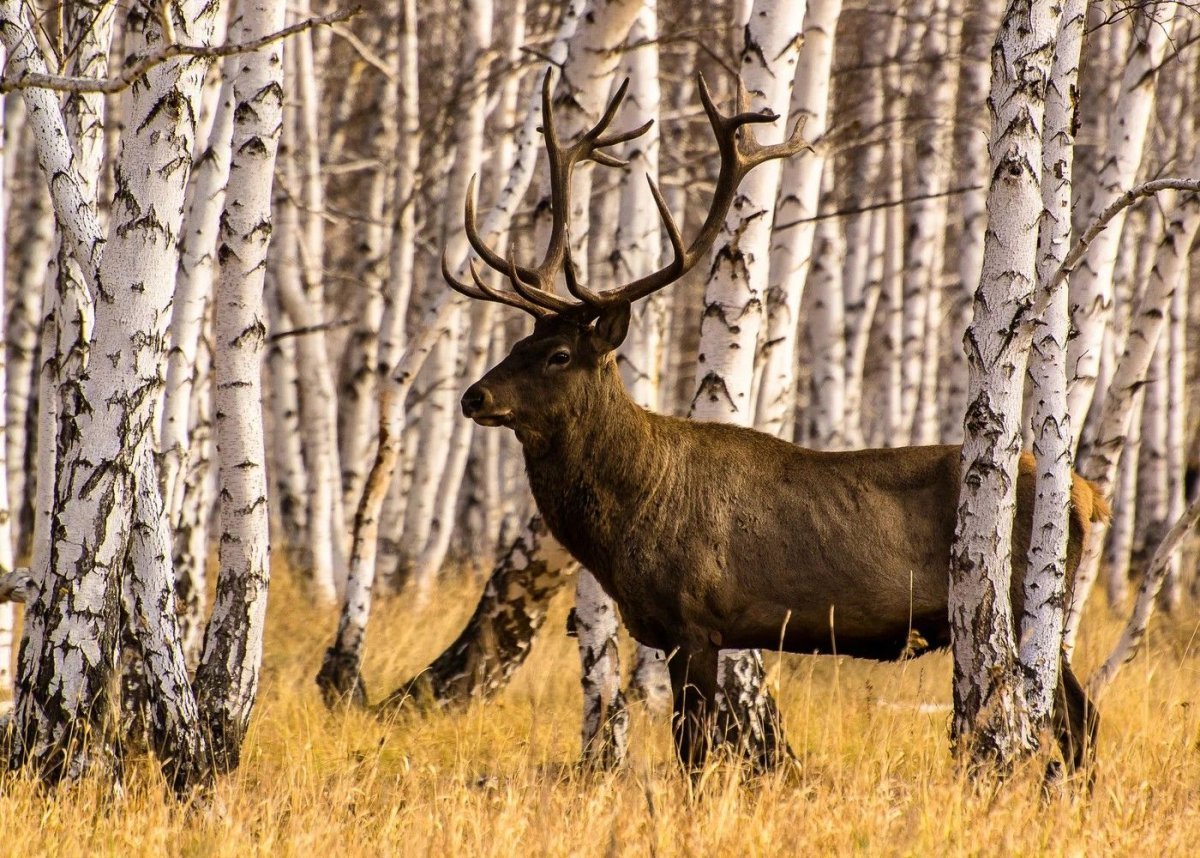 Изюбрь Дальневосточный