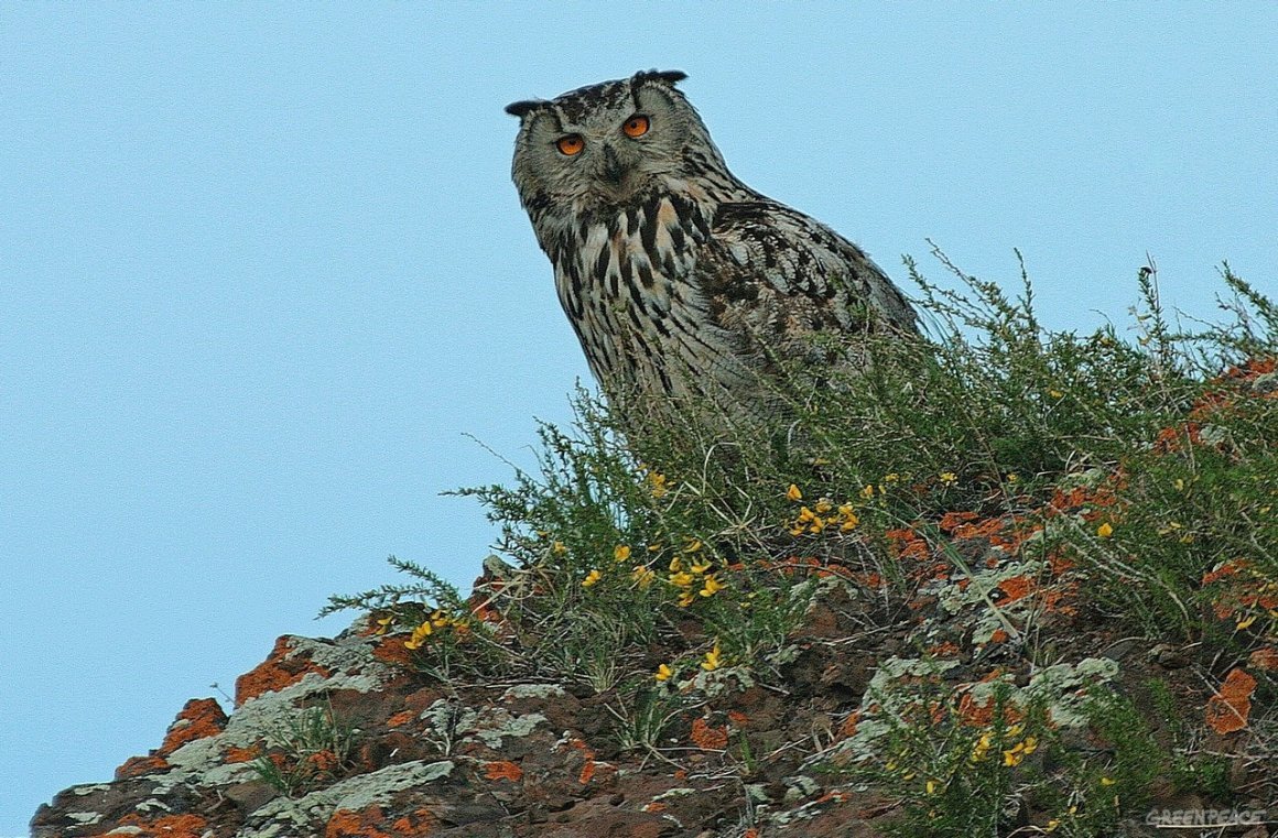 Заповедник Даурия Забайкальский край