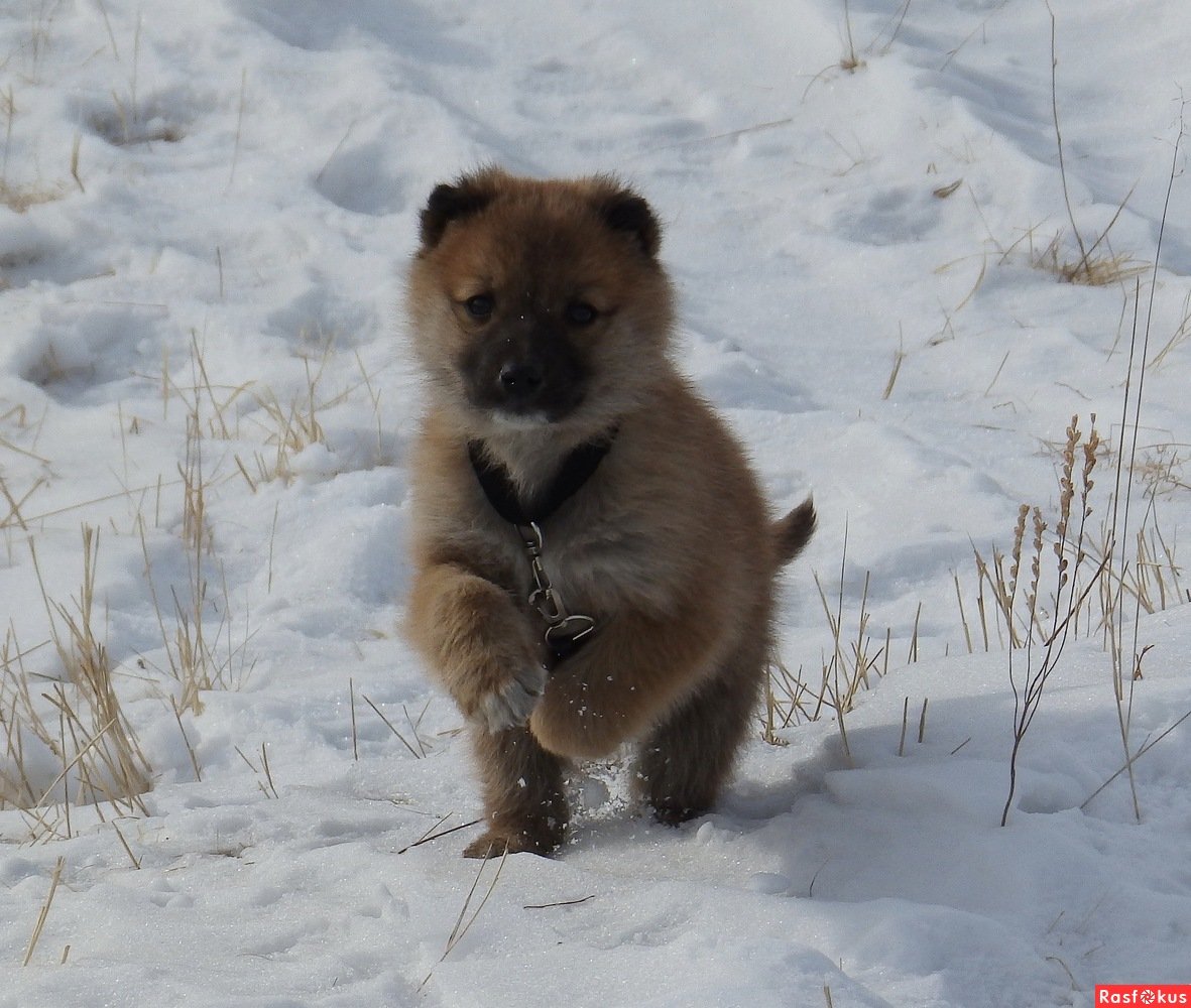 Животные Забайкалья