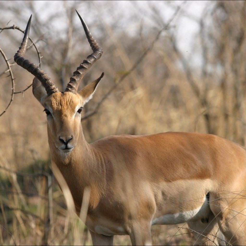 Антилопа самец