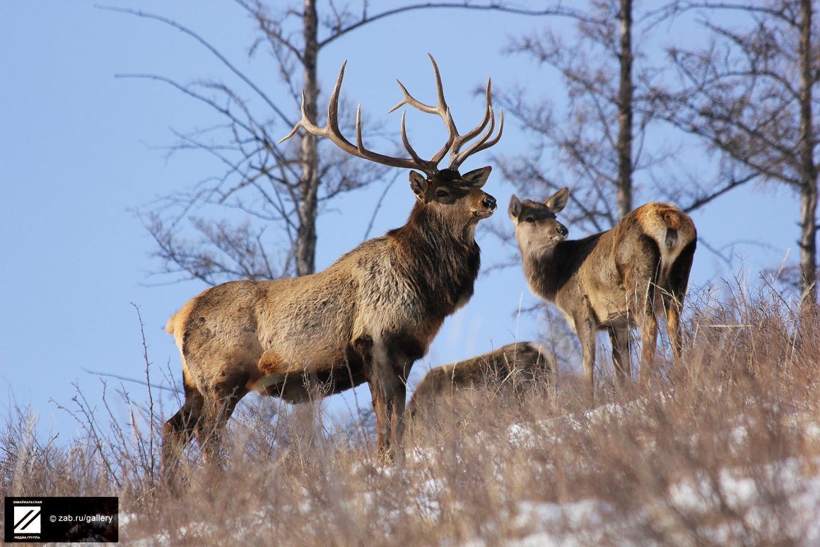 Изюбрь Дальневосточный