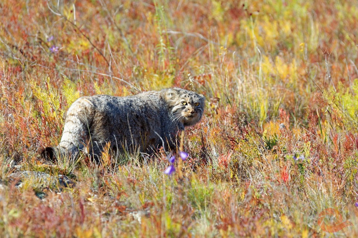 Виктор Яшнов Сохондинский заповедник