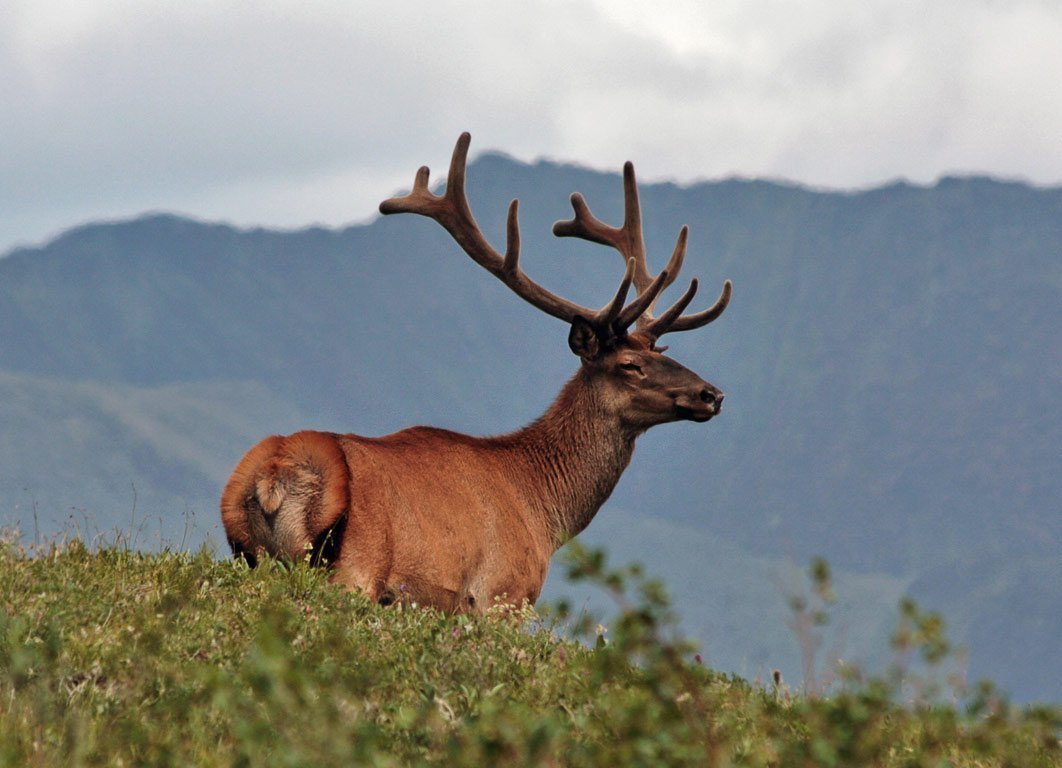 Изюбрь Байкальский заповедник