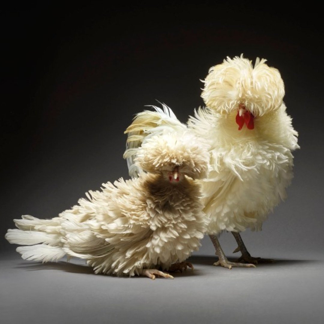 Тупой петух