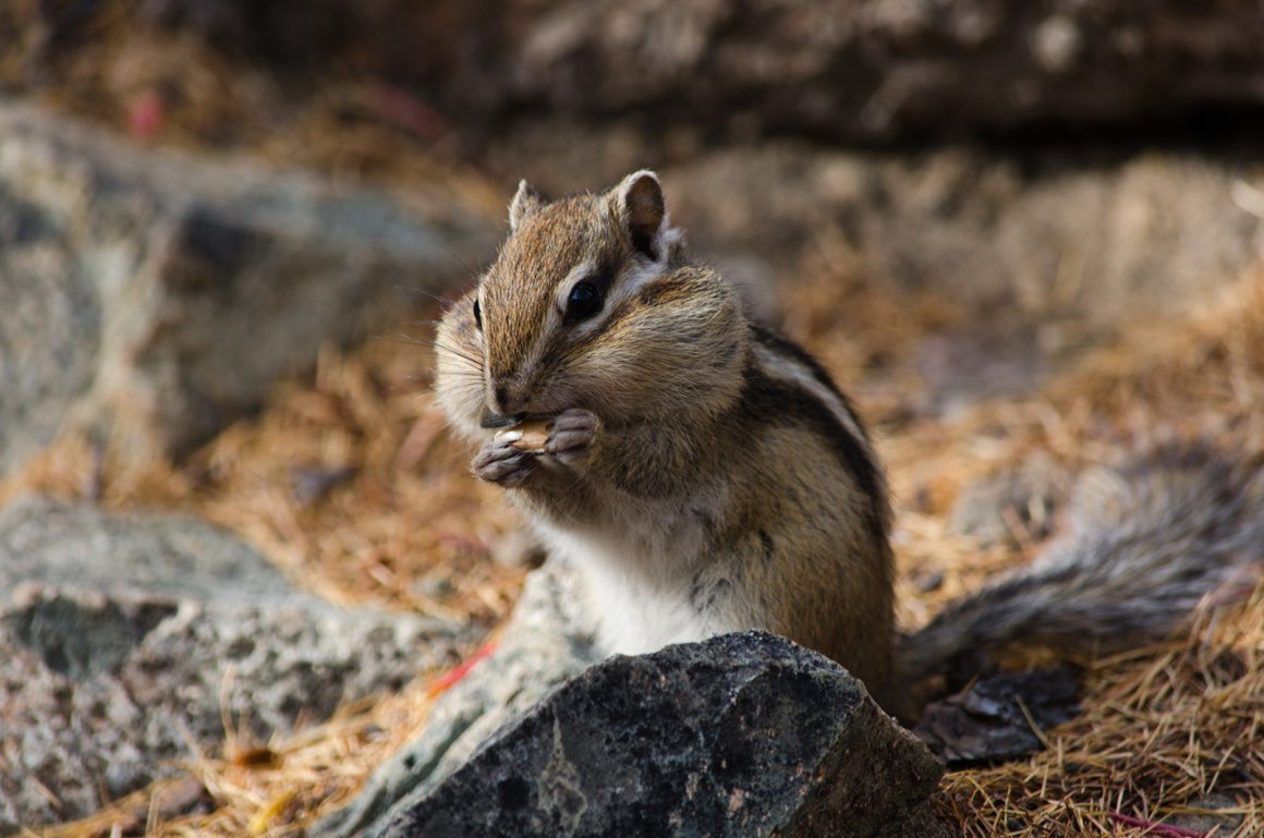 Национальный парк Алханай животные