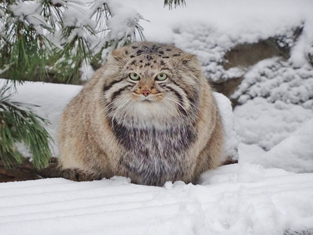 Степной кот Манул